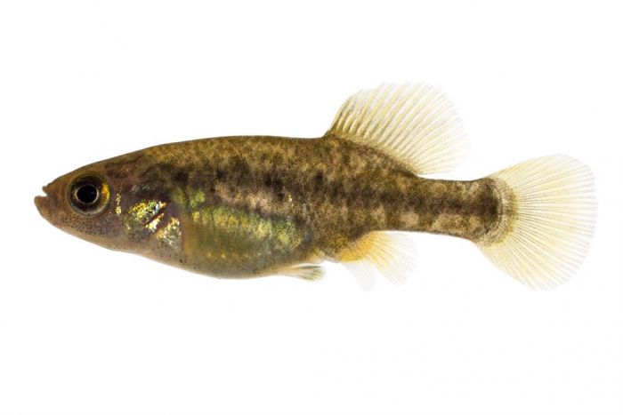 Allotoca catarinae, Männchen Allotoca catarinae, Männchen