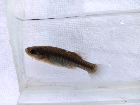 Männchen von Neoophorus regalis aus dem Río El Chivo (Fotos: Isai Betancourt)