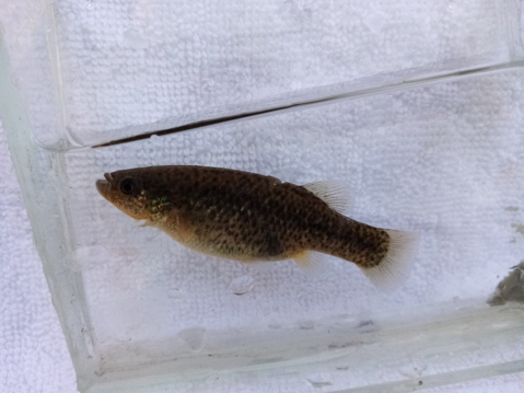 Female Neoophorus regalis from the Río El Chivo (Photos: Isai Betancourt)