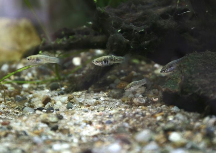 Xiphophorus couchianus Ostrava 2019 Xiphophorus couchianus Ostrava 2019