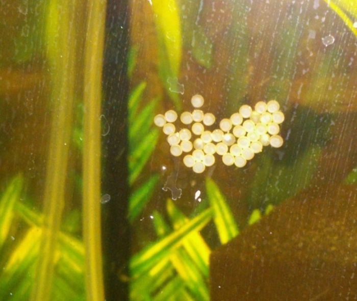 Clutches of eggs Scleromystax sp. C113 Clutches of eggsScleromystax sp. C113