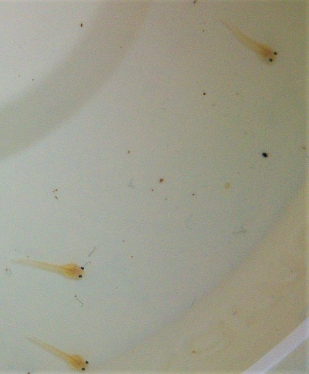 A few hours old larvae of Scleromystax sp. C113 Larvae from Scleromystax sp. C113