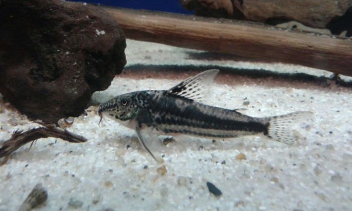 Scleromystax sp. C 113; Foto: Manuel Harringer Scleromystax sp. C 113; Foto: Manuel Harringer