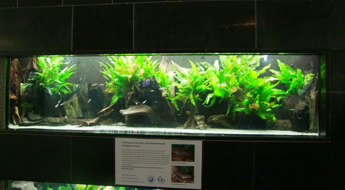 Aquarium im Zoo Leipzig des Projektes "Mata Atlantica" Zoo Leipzig Mata Atlantica