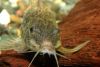 Scleromystax macropterus, Foto Ingo Seidel