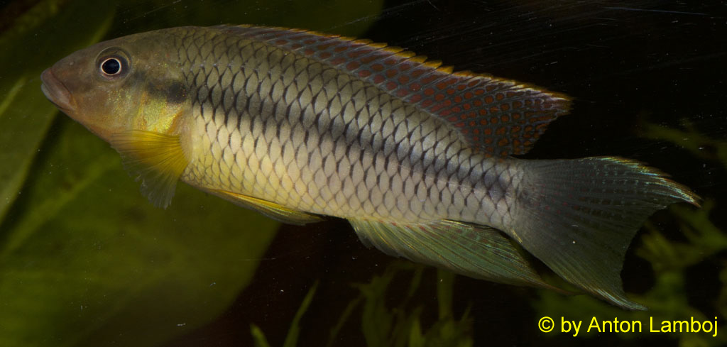 Limbochromis robertsi, sameček