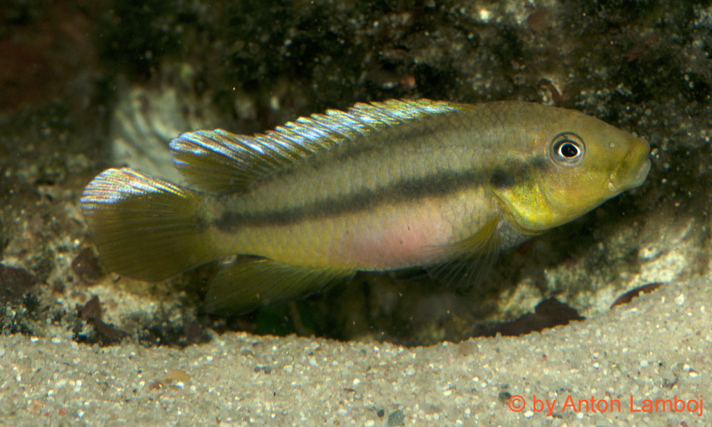 Limbochromis robertsi, samička
