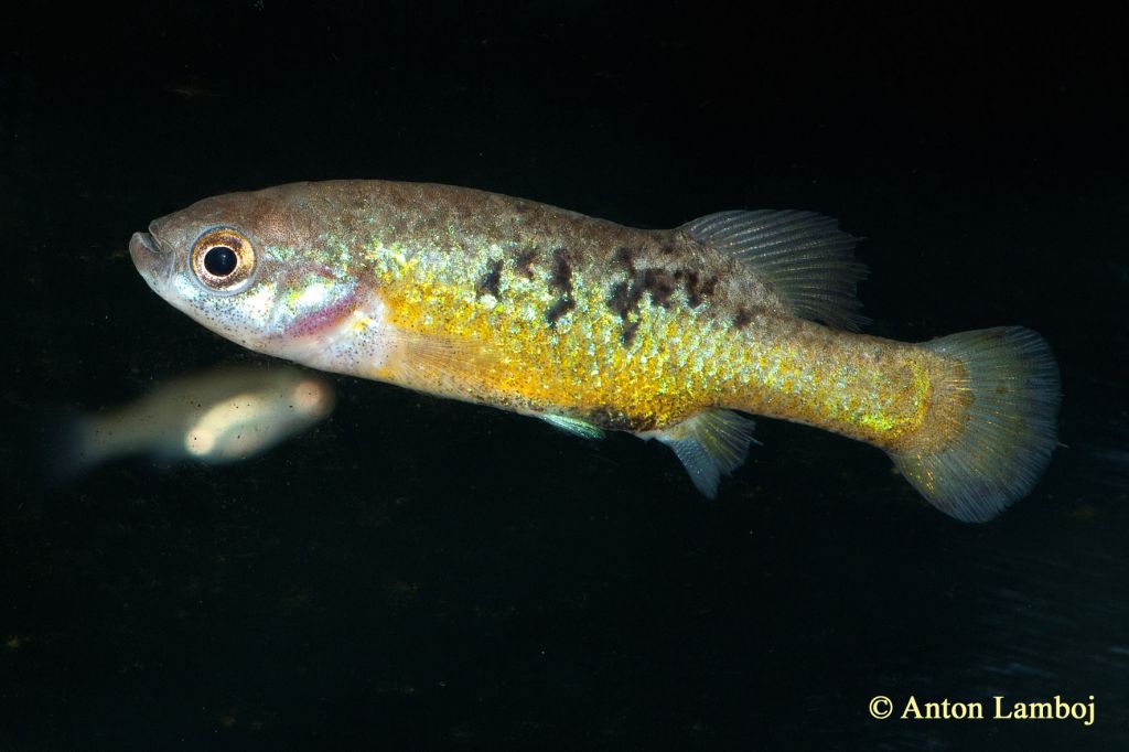 Allotoca dugesii (Männchen)