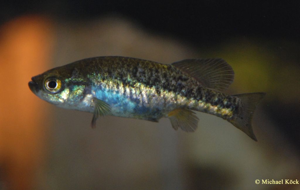 Allotoca zacapuensis (Männchen)