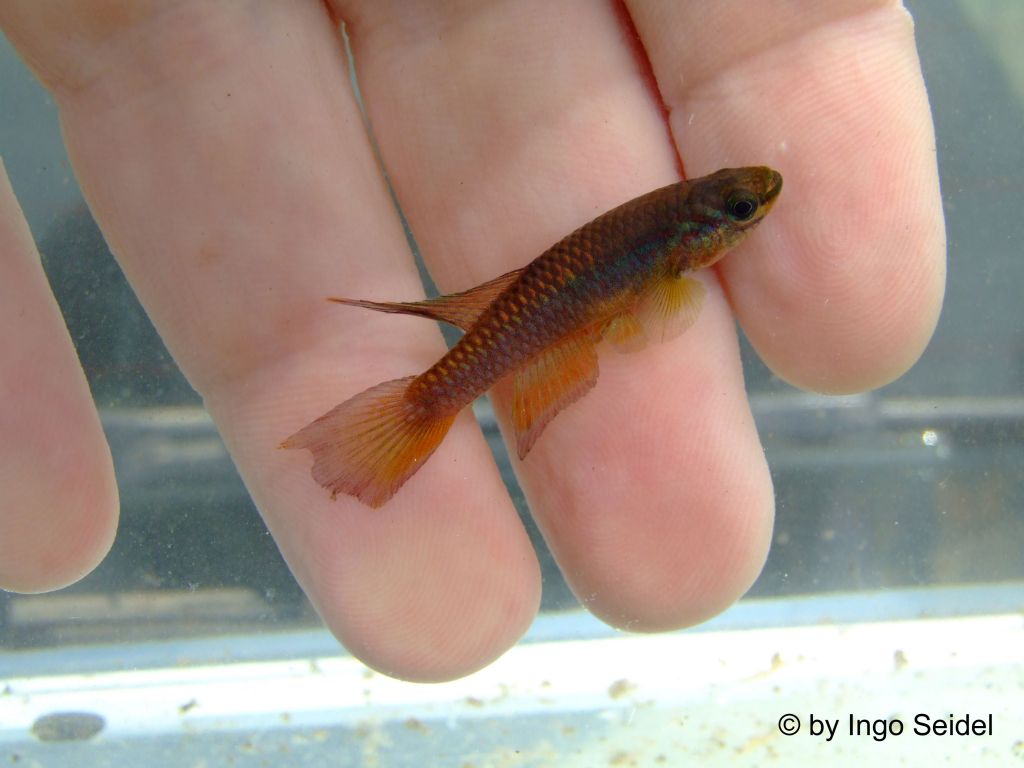 Chromaphyosemion splendopleure Moliwe (male)