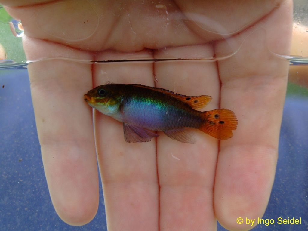 Pelvicachromis kribensis "Moliwe" (samička)