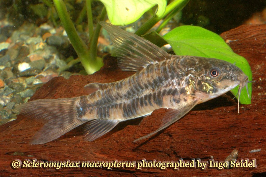 Scleromystax macropterus male