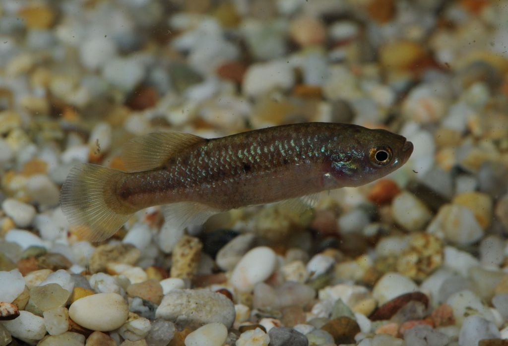 Male of Allotoca goslinei. This species belongs to the Lined Allotoca and Neoophorus Project. 