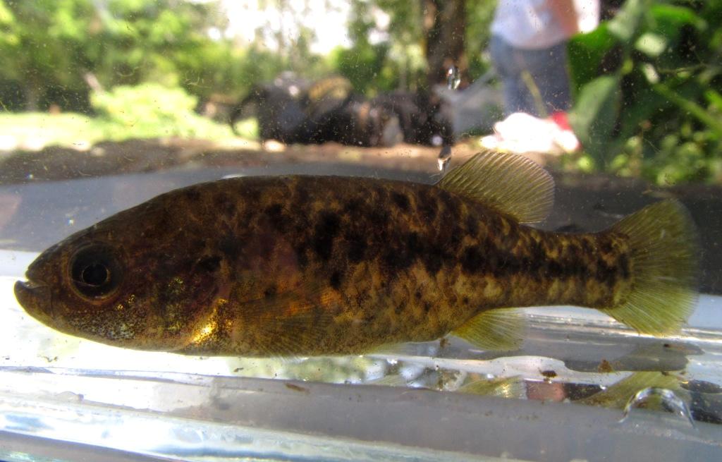 Allotoca catarinae, female